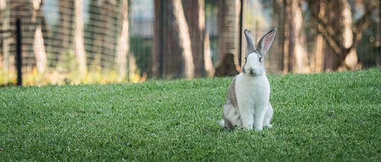 agriturismo toscana per cani
