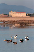 laguna di orbetello oasi
